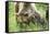 European brown bears, Ursus arctos arctos, mother animal, young animal, wilderness, meadow, play-David & Micha Sheldon-Framed Stretched Canvas