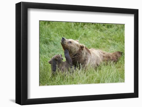 European brown bears, Ursus arctos arctos, mother animal, young animal, wilderness, meadow, play-David & Micha Sheldon-Framed Photographic Print