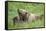 European brown bears, Ursus arctos arctos, mother animal, young animal, wilderness, meadow, play-David & Micha Sheldon-Framed Stretched Canvas