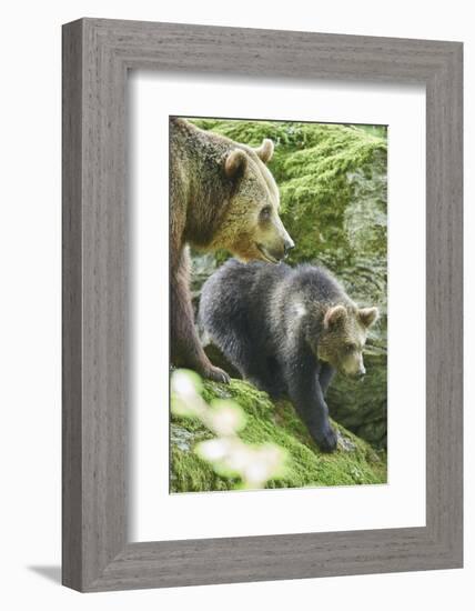 European brown bears, Ursus arctos arctos, mother animal, young animal, wilderness, sidewise, stand-David & Micha Sheldon-Framed Photographic Print