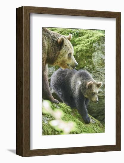 European brown bears, Ursus arctos arctos, mother animal, young animal, wilderness, sidewise, stand-David & Micha Sheldon-Framed Photographic Print