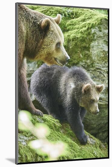 European brown bears, Ursus arctos arctos, mother animal, young animal, wilderness, sidewise, stand-David & Micha Sheldon-Mounted Photographic Print