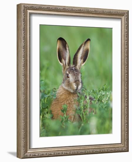 European Brown Hare Juvenile in Field, Lake Neusiedl, Austria-Rolf Nussbaumer-Framed Photographic Print