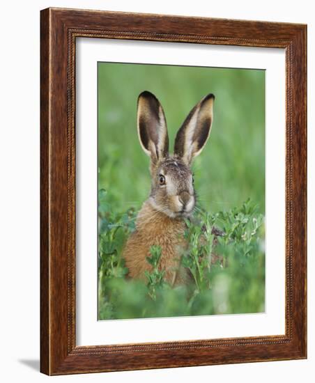 European Brown Hare Juvenile in Field, Lake Neusiedl, Austria-Rolf Nussbaumer-Framed Photographic Print