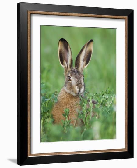 European Brown Hare Juvenile in Field, Lake Neusiedl, Austria-Rolf Nussbaumer-Framed Photographic Print