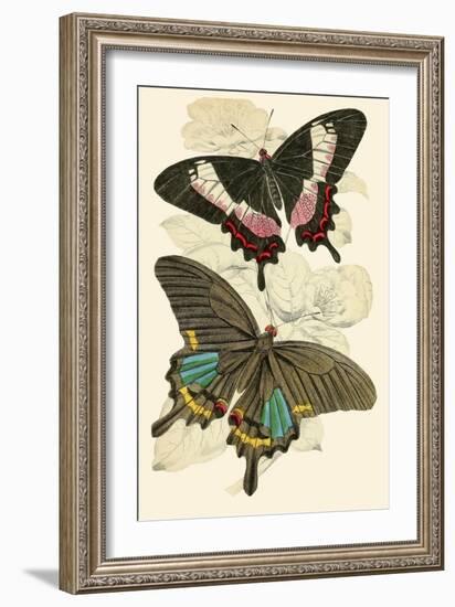 European Butterflies and Moths-James Duncan-Framed Art Print