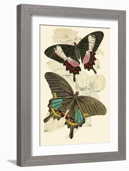 European Butterflies and Moths-James Duncan-Framed Art Print