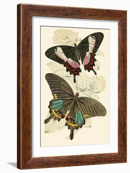 European Butterflies and Moths-James Duncan-Framed Art Print