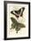 European Butterflies and Moths-James Duncan-Framed Art Print