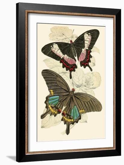 European Butterflies and Moths-James Duncan-Framed Art Print