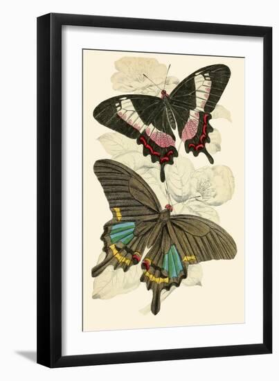 European Butterflies and Moths-James Duncan-Framed Art Print