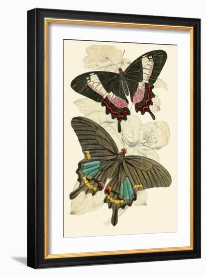 European Butterflies and Moths-James Duncan-Framed Art Print