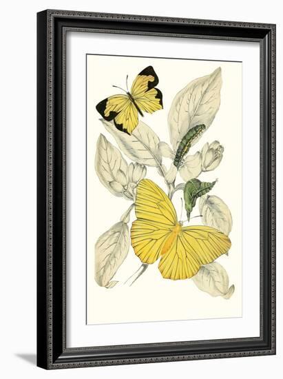 European Butterflies and Moths-James Duncan-Framed Art Print