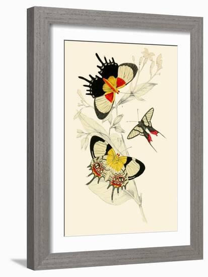 European Butterflies and Moths-James Duncan-Framed Art Print