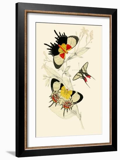 European Butterflies and Moths-James Duncan-Framed Art Print