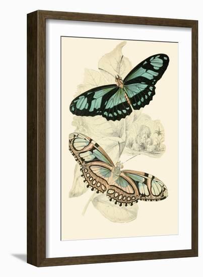 European Butterflies and Moths-James Duncan-Framed Art Print