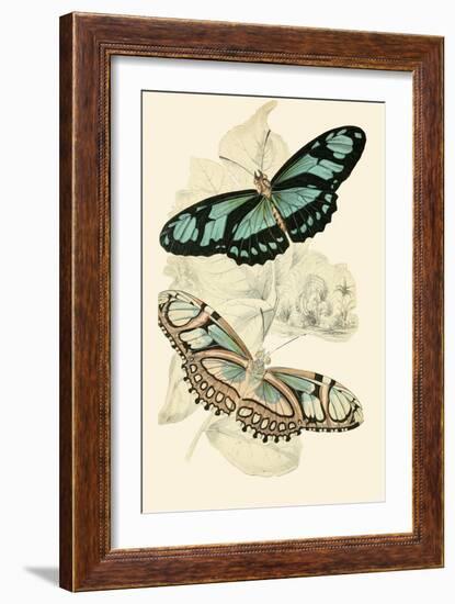 European Butterflies and Moths-James Duncan-Framed Art Print