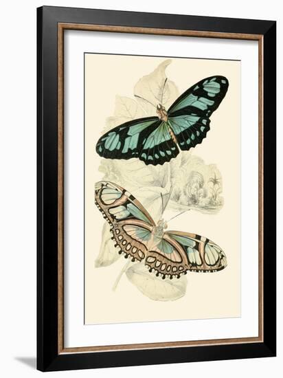 European Butterflies and Moths-James Duncan-Framed Art Print