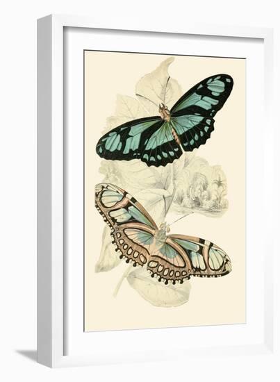 European Butterflies and Moths-James Duncan-Framed Art Print