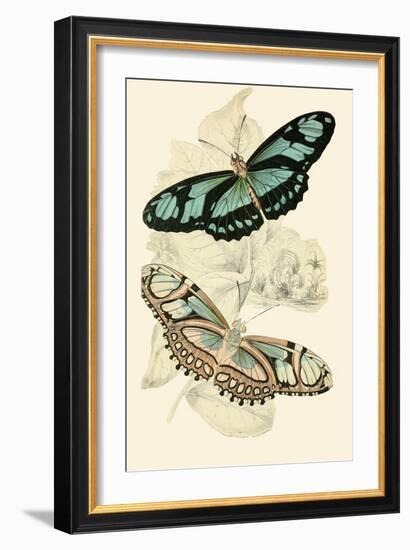 European Butterflies and Moths-James Duncan-Framed Art Print