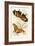 European Butterflies and Moths-James Duncan-Framed Art Print