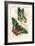 European Butterflies and Moths-James Duncan-Framed Art Print