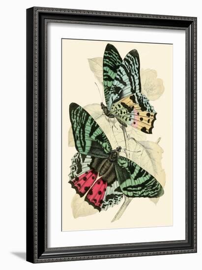 European Butterflies and Moths-James Duncan-Framed Art Print