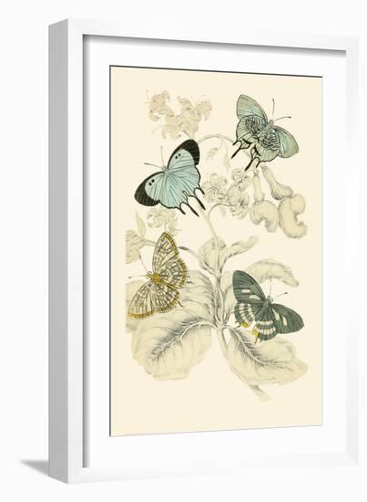 European Butterflies and Moths-James Duncan-Framed Art Print