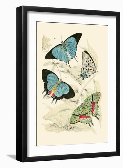 European Butterflies and Moths-James Duncan-Framed Art Print