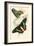 European Butterflies and Moths-James Duncan-Framed Art Print