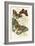 European Butterflies and Moths-James Duncan-Framed Art Print