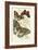 European Butterflies and Moths-James Duncan-Framed Art Print