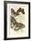 European Butterflies and Moths-James Duncan-Framed Art Print