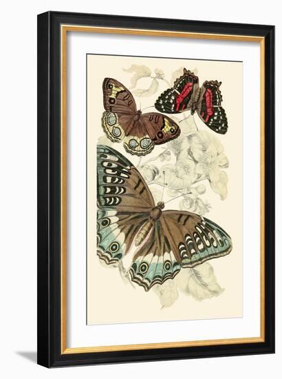 European Butterflies and Moths-James Duncan-Framed Art Print