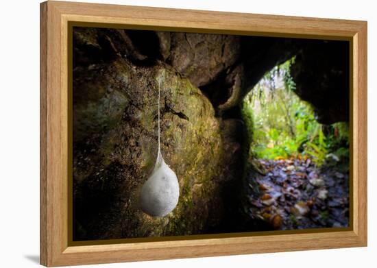 European cave spider egg sac containing young, hanging in cave-Alex Hyde-Framed Premier Image Canvas