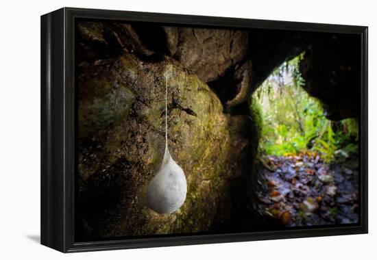 European cave spider egg sac containing young, hanging in cave-Alex Hyde-Framed Premier Image Canvas