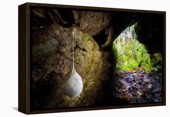 European cave spider egg sac containing young, hanging in cave-Alex Hyde-Framed Premier Image Canvas