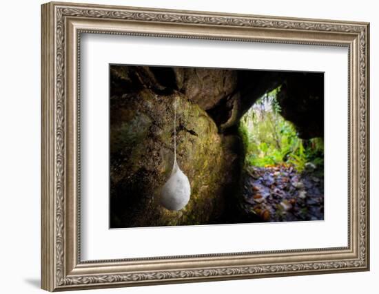 European cave spider egg sac containing young, hanging in cave-Alex Hyde-Framed Photographic Print