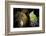 European cave spider egg sac containing young, hanging in cave-Alex Hyde-Framed Photographic Print