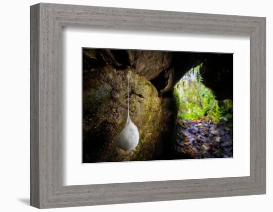 European cave spider egg sac containing young, hanging in cave-Alex Hyde-Framed Photographic Print