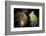 European cave spider egg sac containing young, hanging in cave-Alex Hyde-Framed Photographic Print