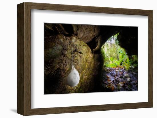 European cave spider egg sac containing young, hanging in cave-Alex Hyde-Framed Photographic Print