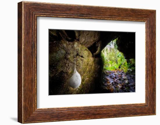 European cave spider egg sac containing young, hanging in cave-Alex Hyde-Framed Photographic Print
