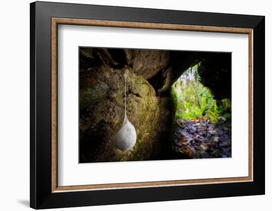 European cave spider egg sac containing young, hanging in cave-Alex Hyde-Framed Photographic Print