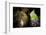 European cave spider egg sac containing young, hanging in cave-Alex Hyde-Framed Photographic Print