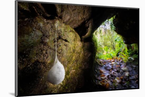 European cave spider egg sac containing young, hanging in cave-Alex Hyde-Mounted Photographic Print