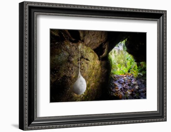 European cave spider egg sac containing young, hanging in cave-Alex Hyde-Framed Photographic Print