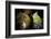 European cave spider egg sac containing young, hanging in cave-Alex Hyde-Framed Photographic Print