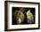 European cave spider egg sac containing young, hanging in cave-Alex Hyde-Framed Photographic Print