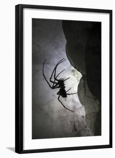 European Cave Spider (Meta Menardi) in Limestone Cave. Plitvice Lakes National Park, Croatia-Alex Hyde-Framed Photographic Print